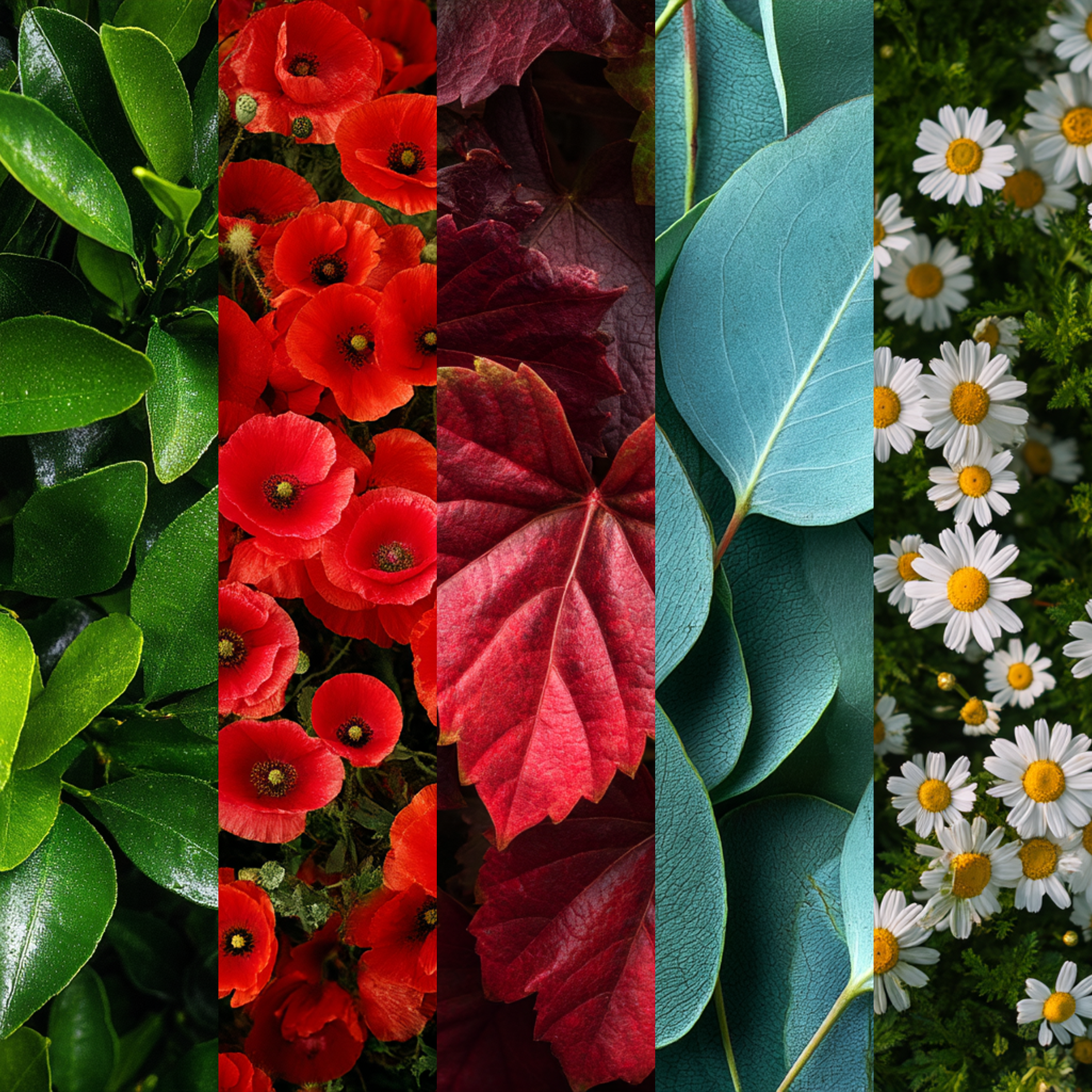 Plantes et herbes Marguerite Bonneherbe